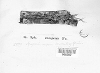 Sphaeropsis conspersa image
